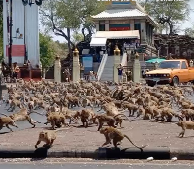 Effetto Coronavirus, il video virale di centinaia di scimmie selvagge affamate che combattono per un singolo pezzo di cibo in Thailandia