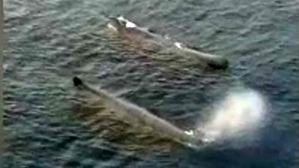 Ambiente. Coppia di balene attraversa lo Stretto di Messina.