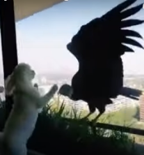 Video shock: due condor osservano minacciosamente tre barboncini dietro la finestra di un appartamento.