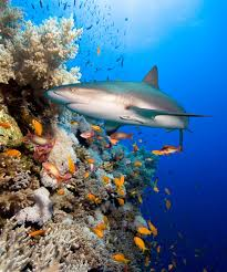 Australia, squalo uccide ranger nella Grande Barriera Corallina del Queensland