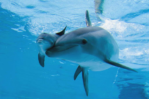 Nel video amatoriale cucciolo di delfino impigliato in un palangaro, diportisti lo liberano.
