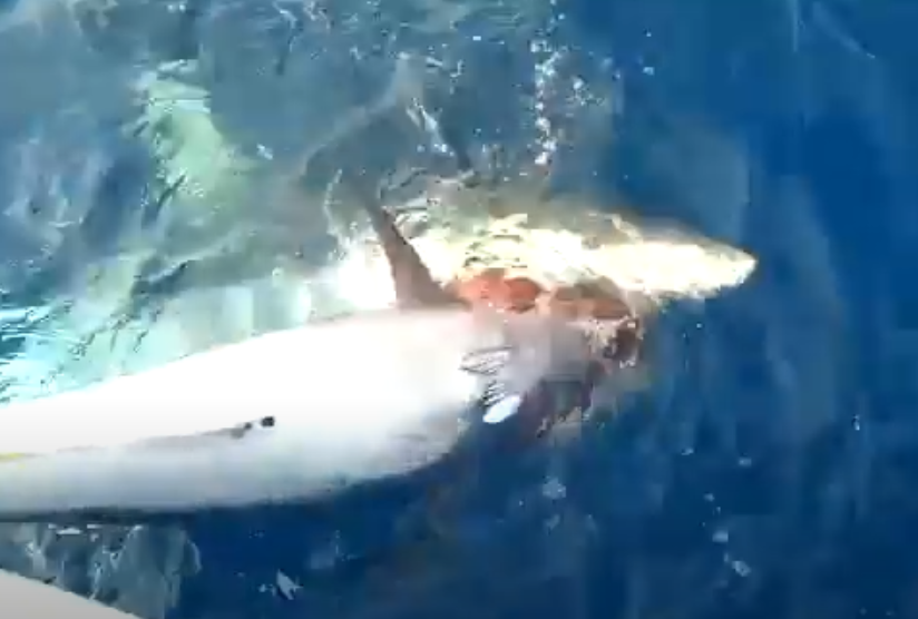 Nel video amatoriale un grande squalo Mako mangia un tonno appena pescato: l'avvistamento dalla barca.